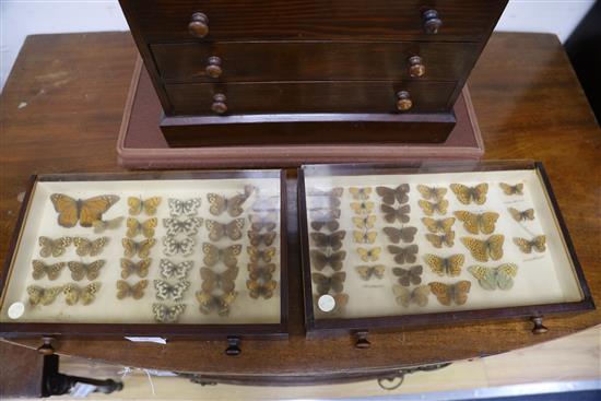 A collectors chest containing moth specimens, height 42cm width 38cm